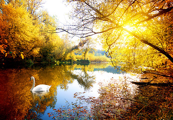 Image showing Swan in autumn