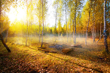 Image showing Birches in autumn