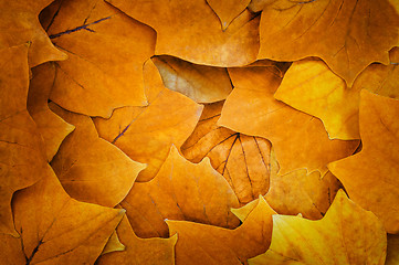 Image showing Autumn leaves