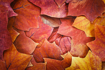 Image showing Autumn leaves