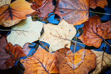 Image showing Autumn leaves