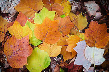 Image showing Autumn Leaves