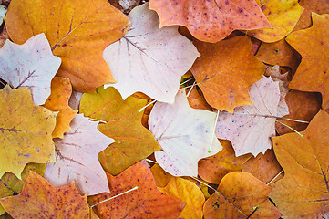 Image showing Autumn Leaves