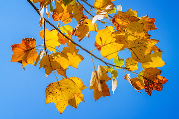 Image showing Autumn leaves in the blue sky