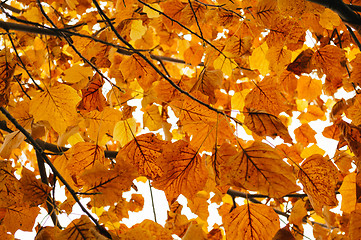 Image showing Autumn Leaves