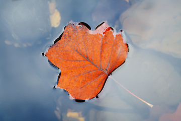 Image showing Autumn leaf on water