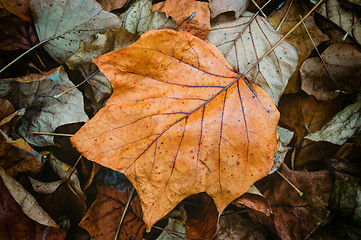 Image showing Autumn Leaf