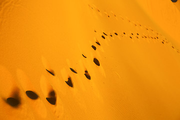 Image showing africa   sand dune in   morocco desert line