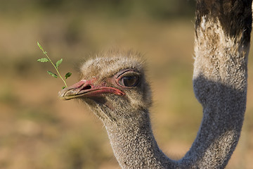 Image showing Ostrich Feeding