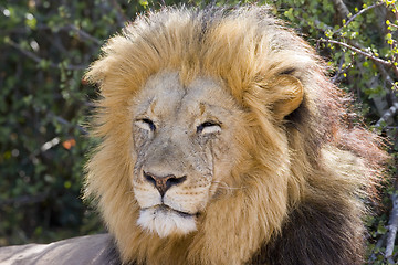 Image showing Lion