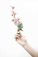 Image showing Hand with sakura