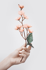 Image showing Hand with sakura