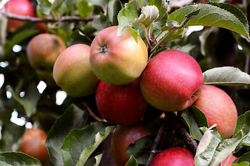 Image showing Yellow and red apples ripening on the branch