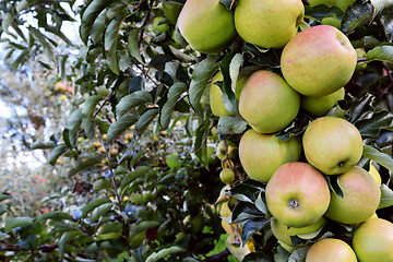 Image showing Long branch of green and red apples