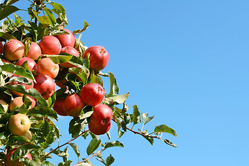 Image showing Bright red apples grow high on the tree