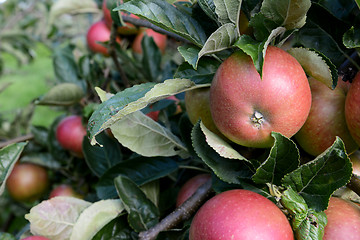 Image showing Rosy red apples growing among leaves