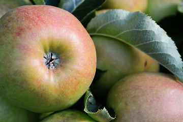 Image showing Close-up of the bottom of a red and green apple