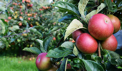 Image showing Red apples ripe for picking