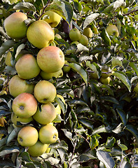 Image showing Bough full of green apples 