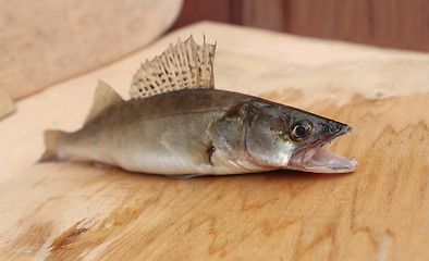 Image showing  walleye with open mouth