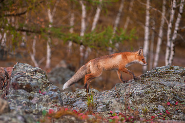 Image showing Red fox 