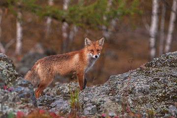 Image showing Red fox 