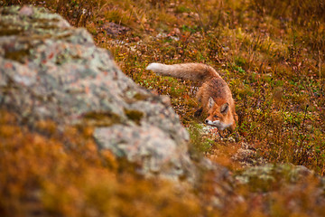 Image showing Red fox 