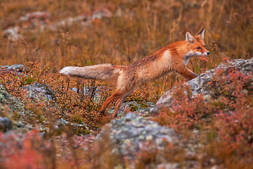 Image showing Red fox 