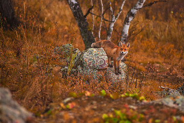 Image showing Red fox 