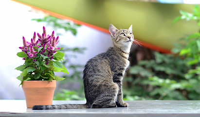 Image showing cat and flower