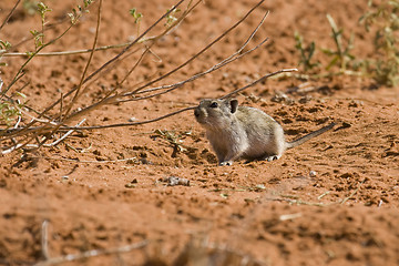 Image showing Desert Pygmy Mouse