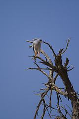 Image showing Goshawk