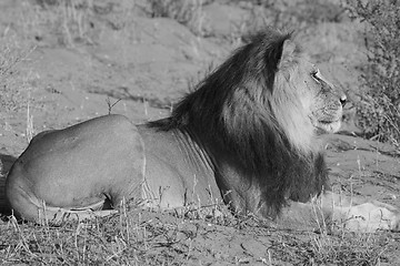 Image showing Majestic Lion