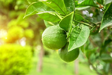 Image showing Lime tree