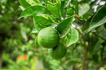 Image showing Lime tree