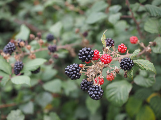 Image showing Blackberry fruits