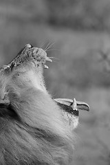 Image showing Lion Yawning