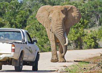 Image showing African Traffic Stopper