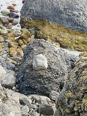 Image showing Icelandic coast