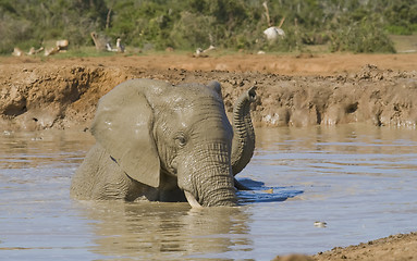 Image showing Bath Time