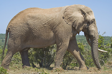 Image showing Lone Tusker