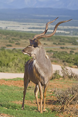 Image showing Kudu King