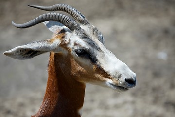 Image showing Antilope