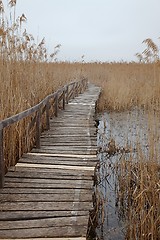 Image showing Swamp path