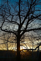 Image showing Bare trees