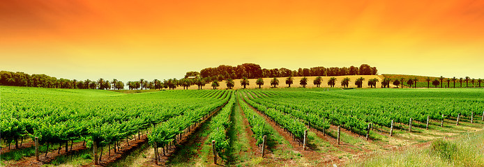 Image showing Vivid Vineyard