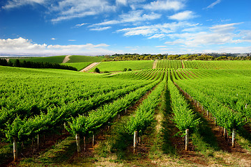 Image showing One Tree Hill Vineyard