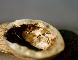 Image showing Wal Nut Peels