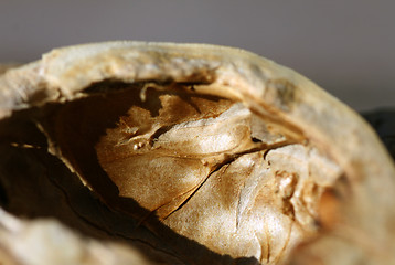 Image showing Wal Nut Peels
