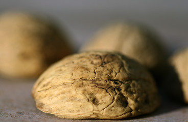 Image showing Nut Shells